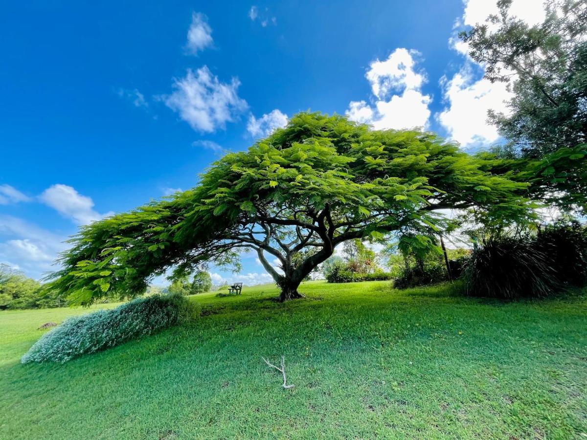 킹스클리프 Tropical Coast Retreat - Pet Friendly - Adult Only 게스트하우스 외부 사진